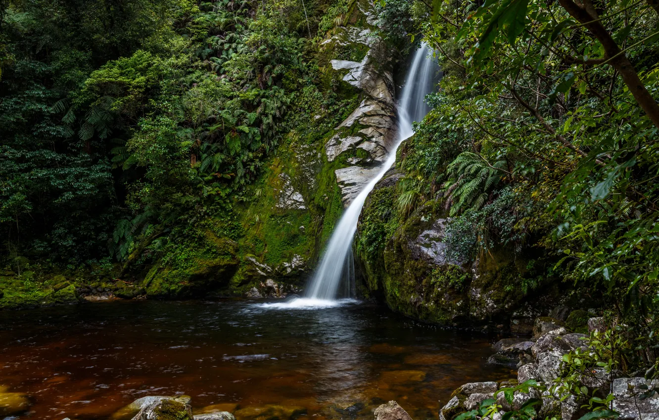 Фото обои лес, ручей, камни, водопад, мох, Новая Зеландия, кусты, Hokitika