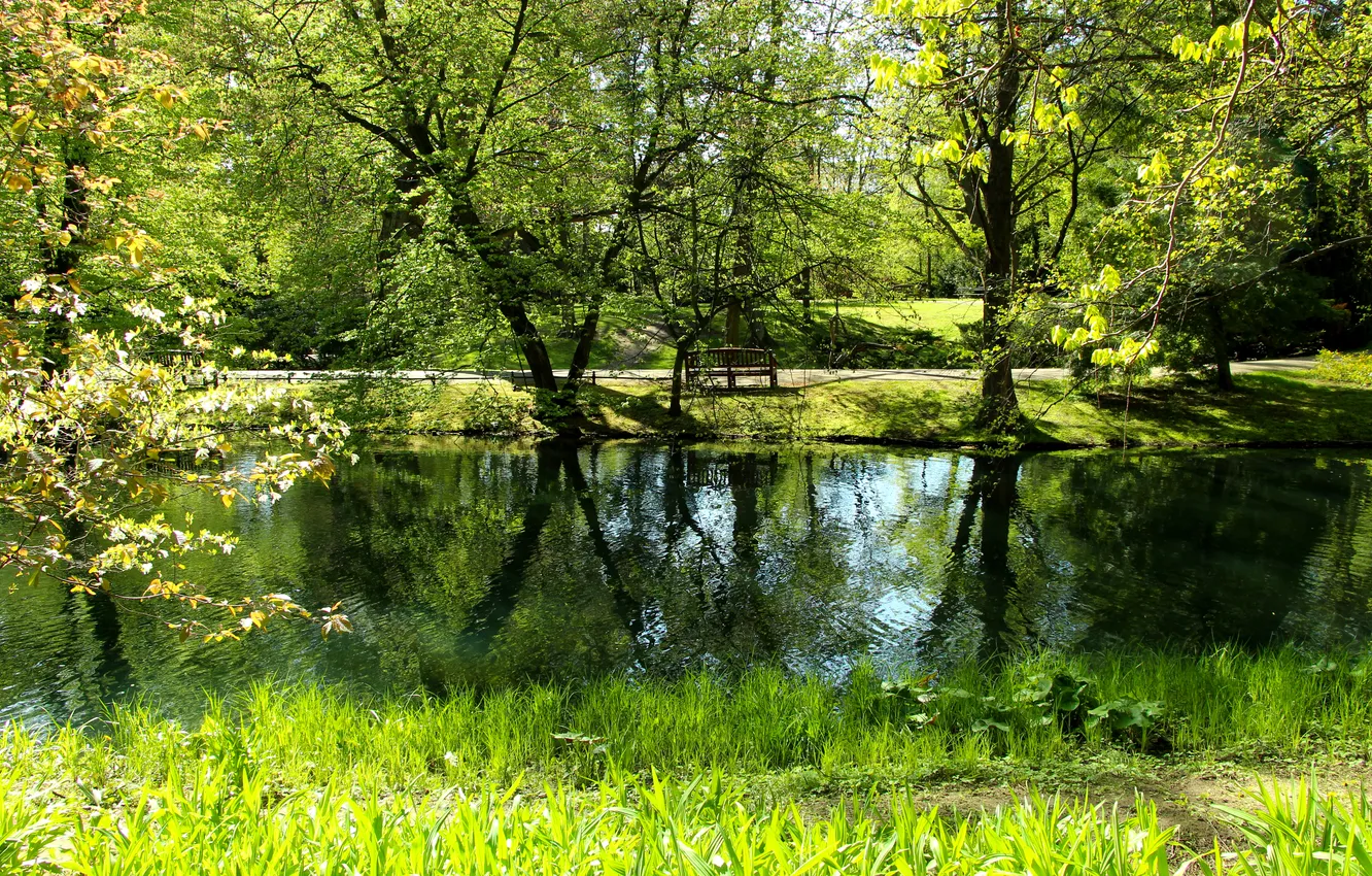 Фото обои trees, water, park, spring, pond