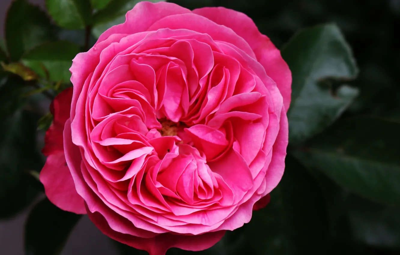 Фото обои розовая, роза, Rose, pink