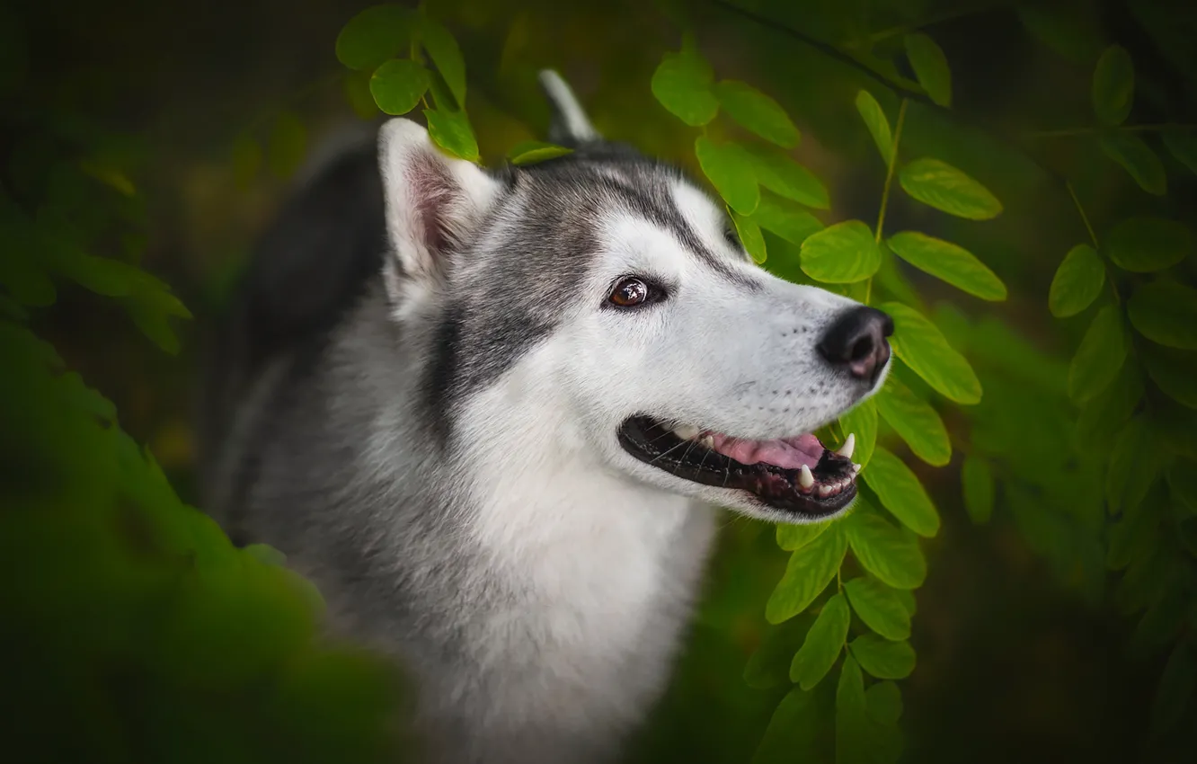 Фото обои морда, листья, собака, Хаски, Анна Вильховая