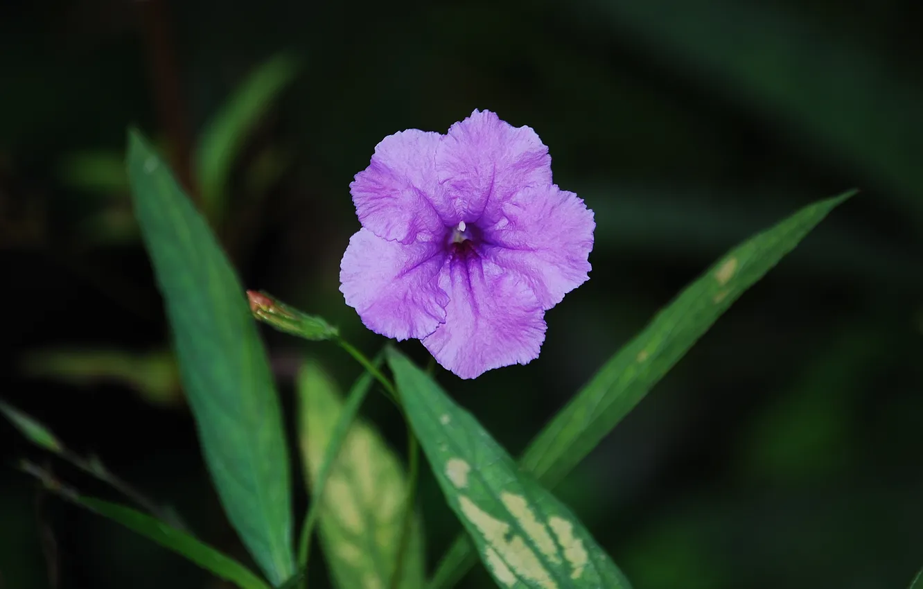 Фото обои зелень, листва, Color Purple