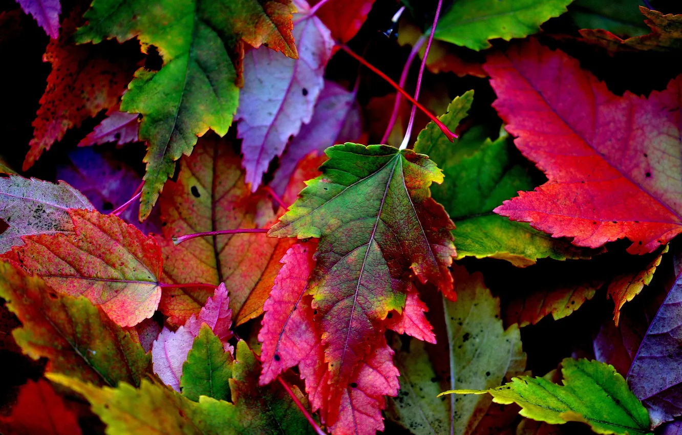 Фото обои осень, листья, природа, краски, багрянец