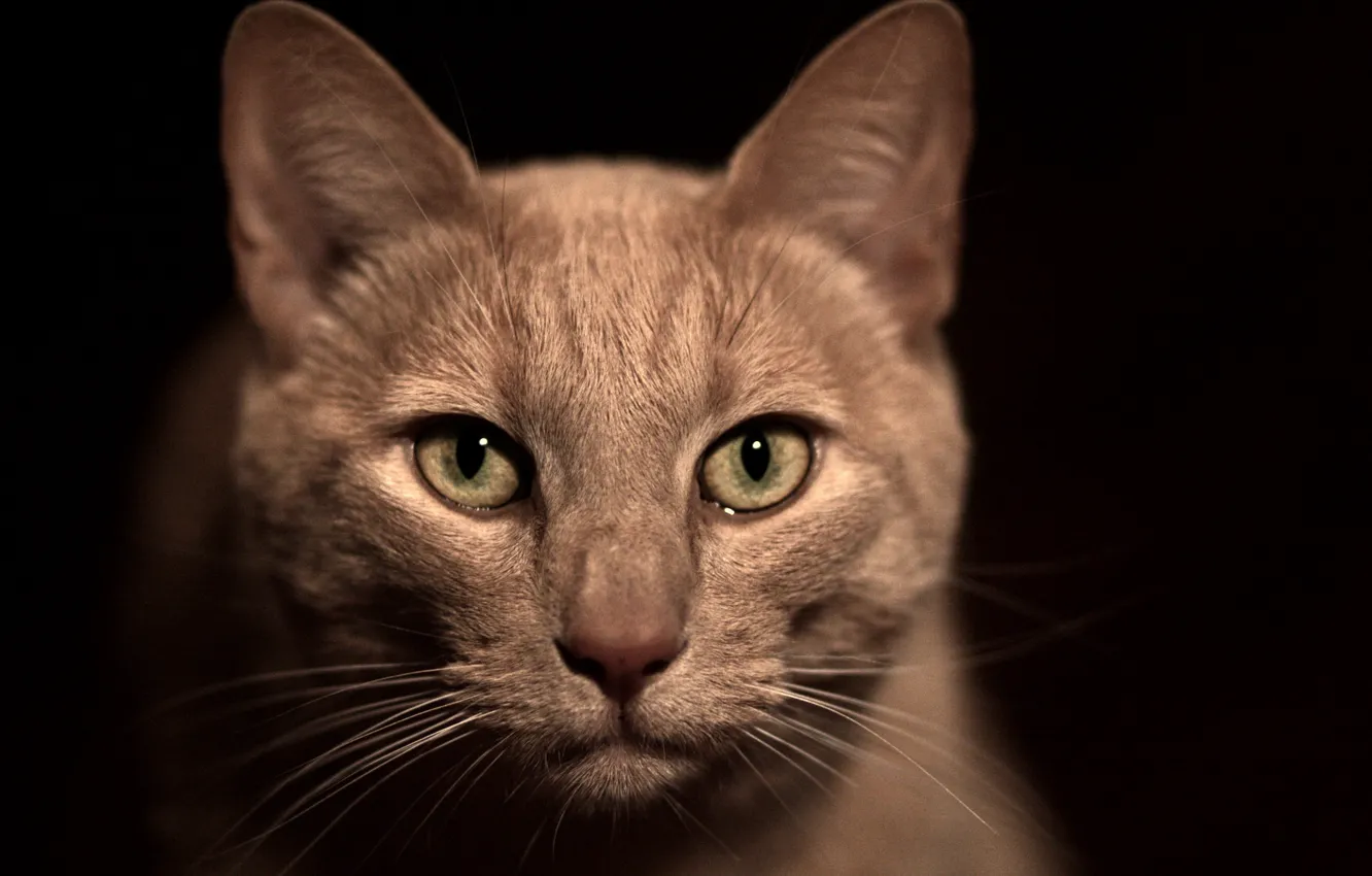 Фото обои кот, усы, морда, макро, нос, черный фон, бежевый, зеленые глаза