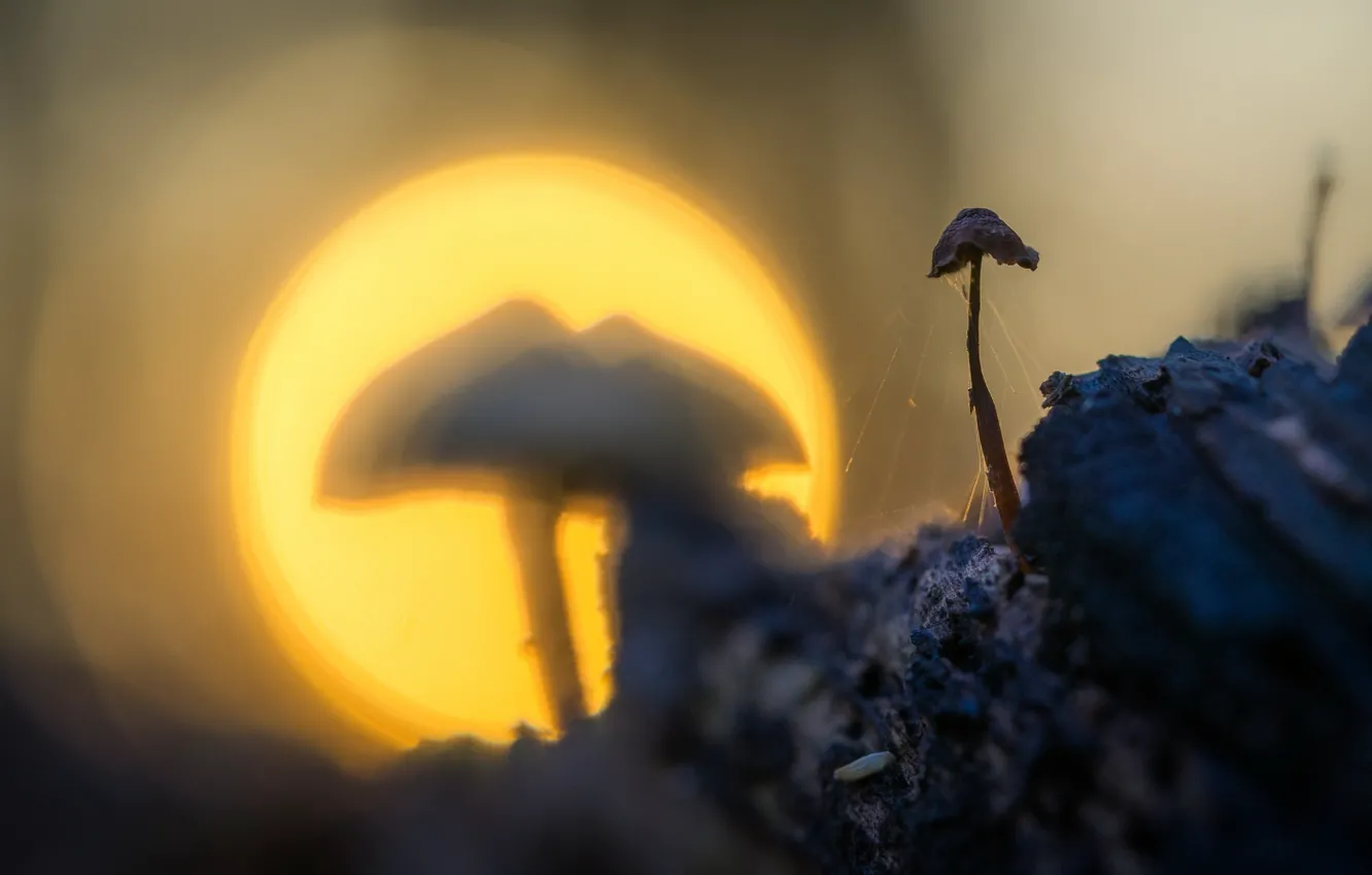 Фото обои свет, природа, гриб
