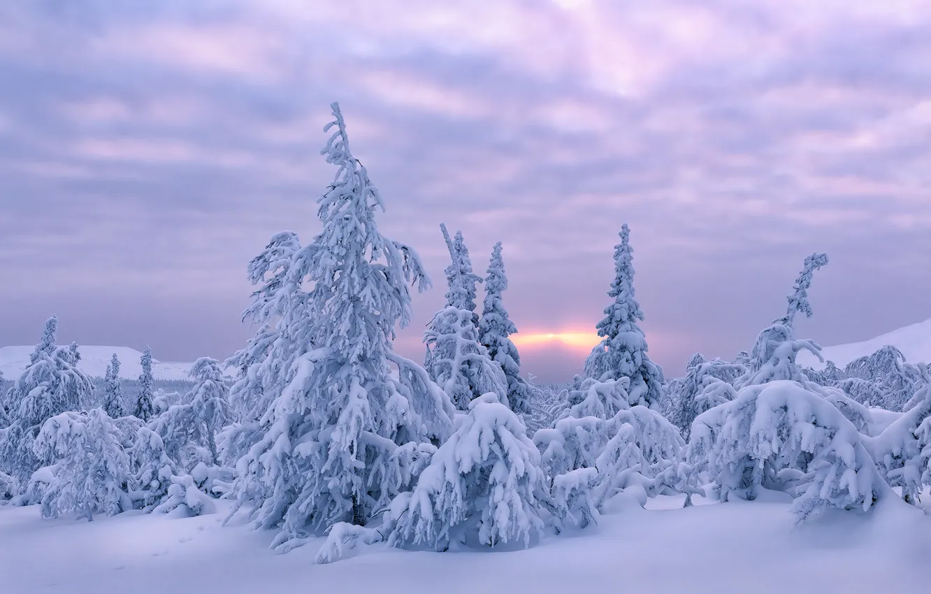 Фото обои зима, снег, деревья, рассвет, утро, Россия, Урал, Ирина Абатурова
