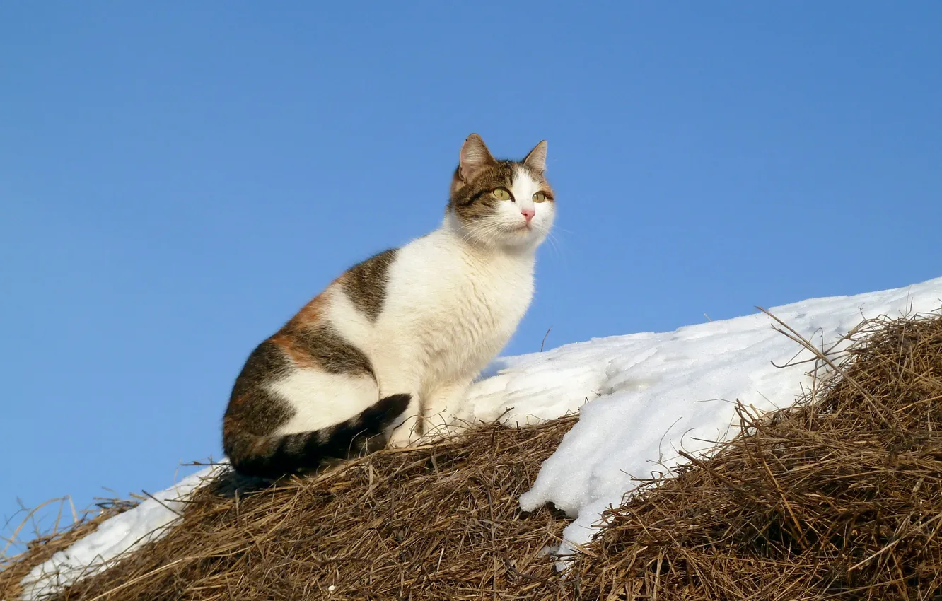 Фото обои кошка, снег, природа