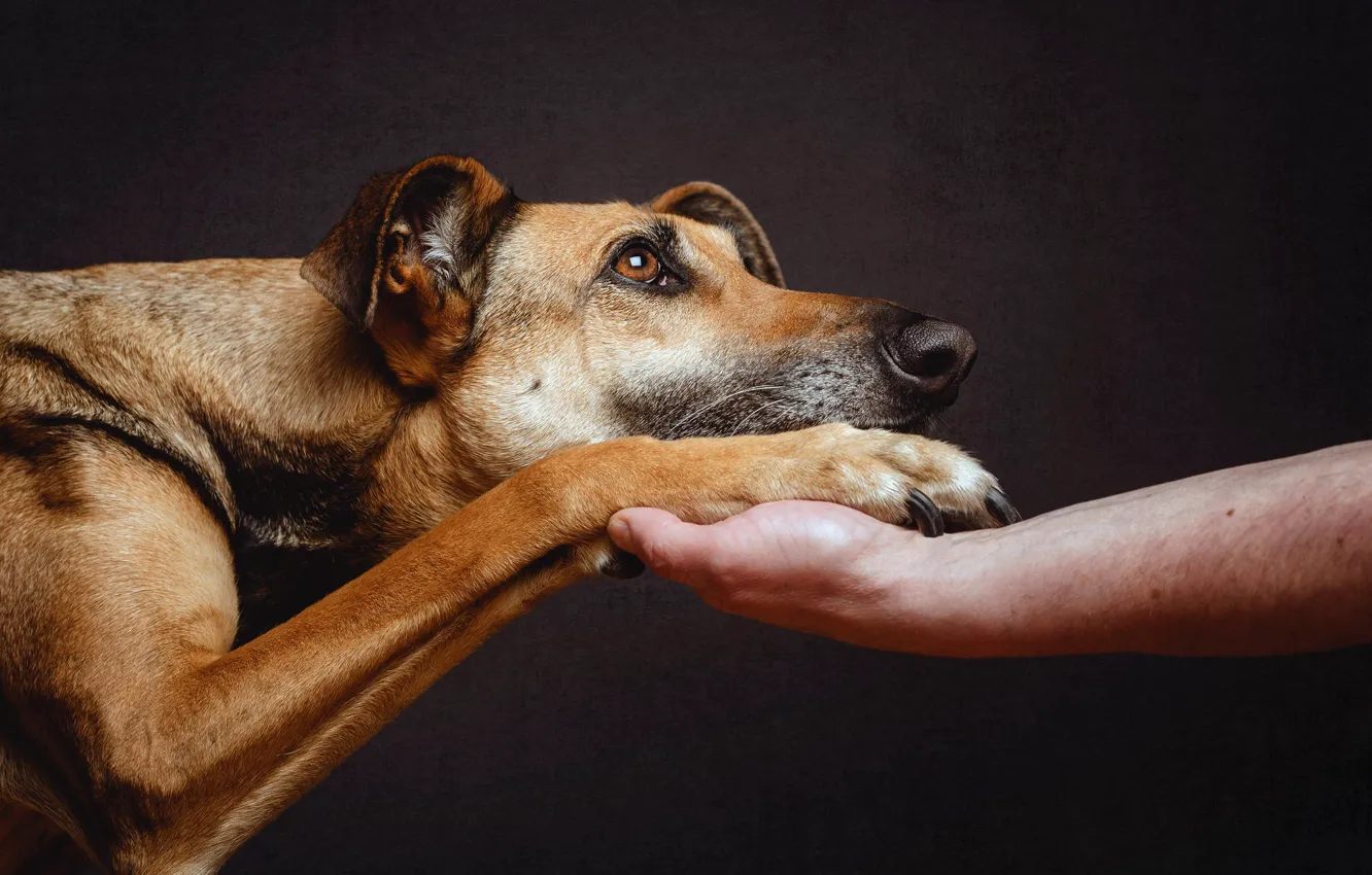 Фото обои взгляд, друг, лапа, рука, собака, преданнось