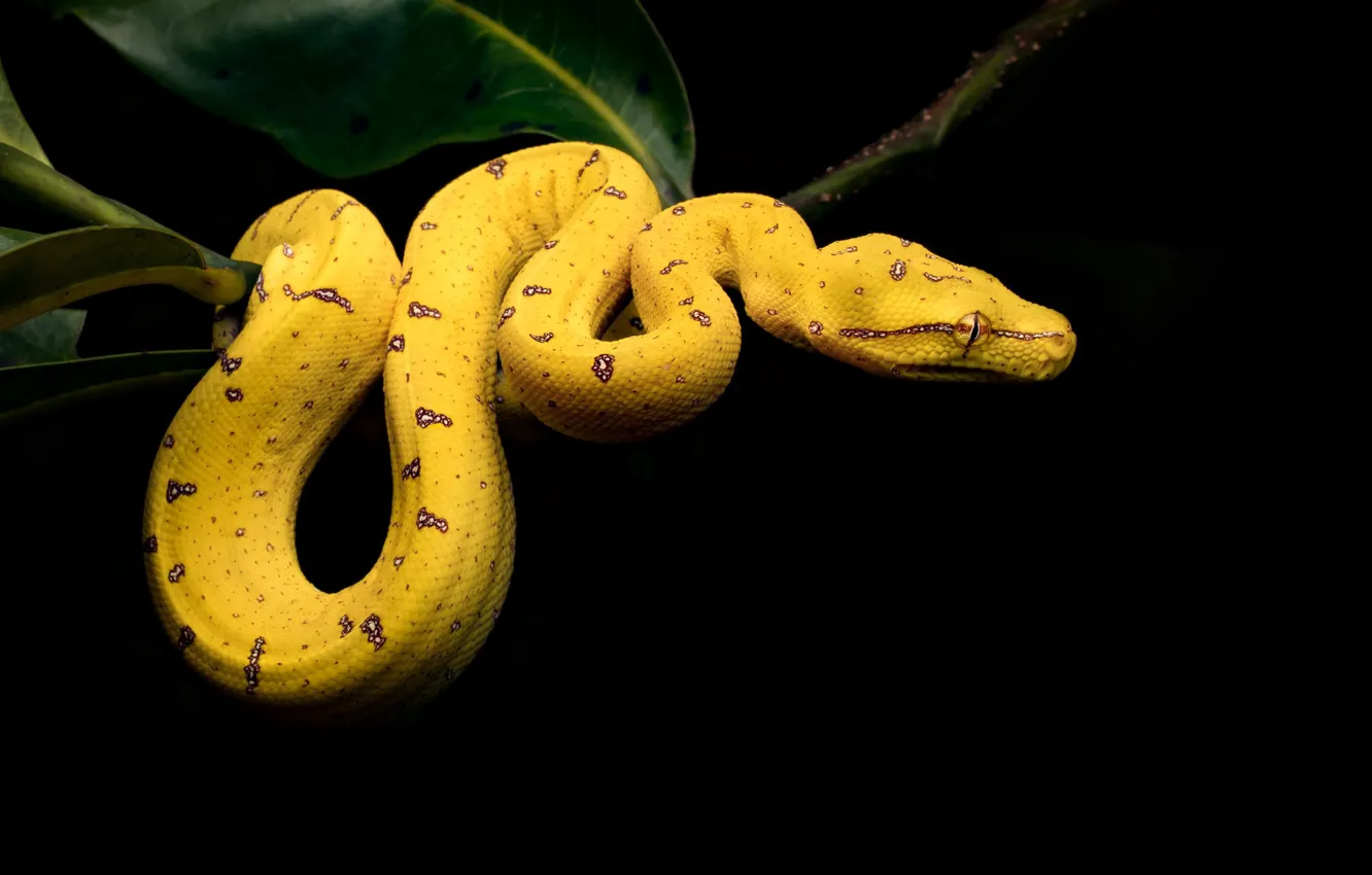 Фото обои ночь, змея, чёрный фон, висит, жёлтая змея