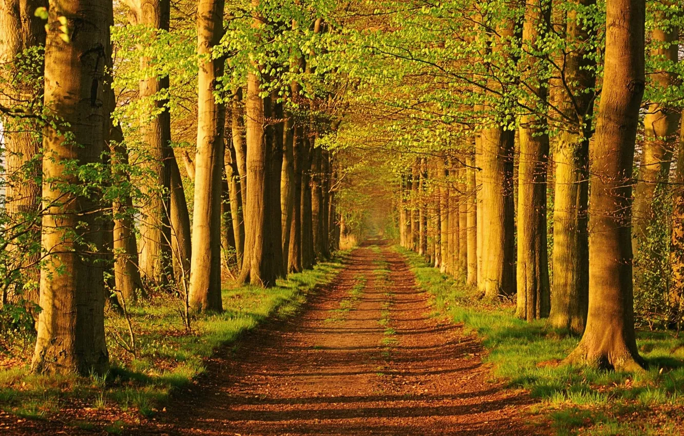 Фото обои дорога, зелень, свет, деревья, аллея