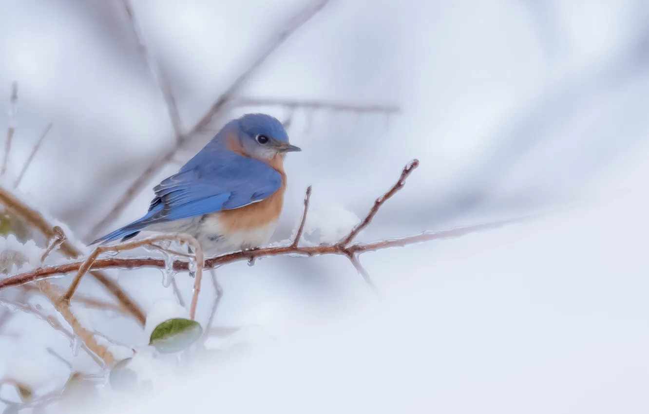 Фото обои зима, птица, краски, ветка, перья, восточная сиалия