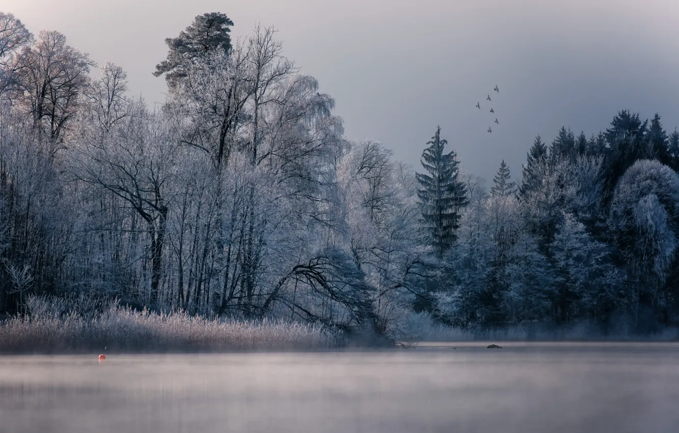 Фото обои winter, lake, birds, fog