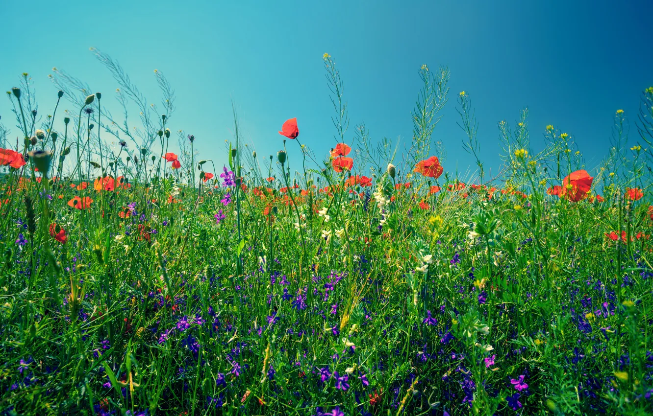 Фото обои зелень, поле, лето, небо, трава, солнце, цветы, маки