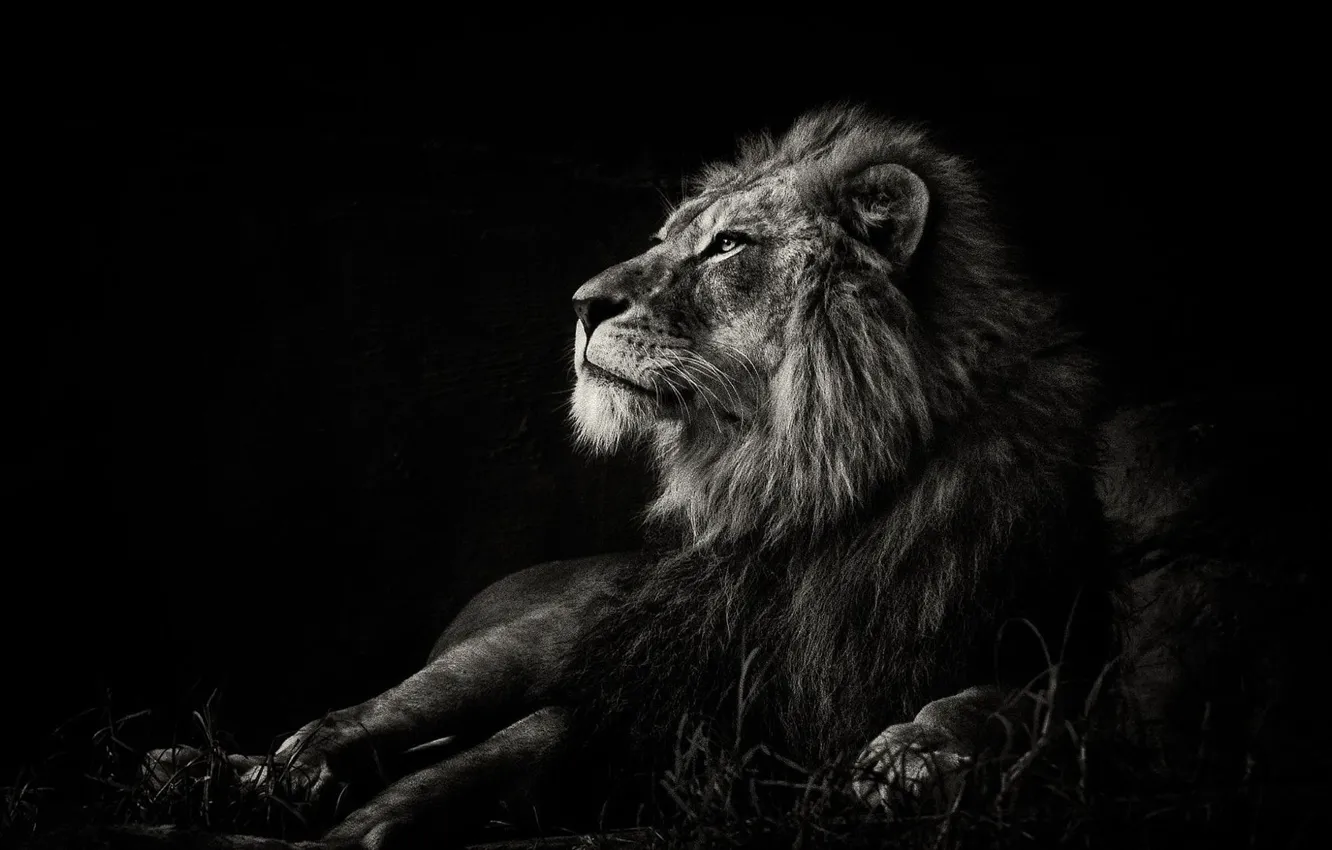 Фото обои black, lion, black and white, wildlife, mammal, monochrome 1920x1080px (1080P) free download