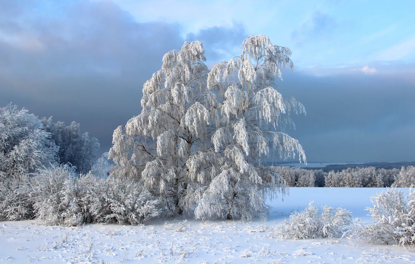 Фото обои зима, иней, снег, деревья, кусты