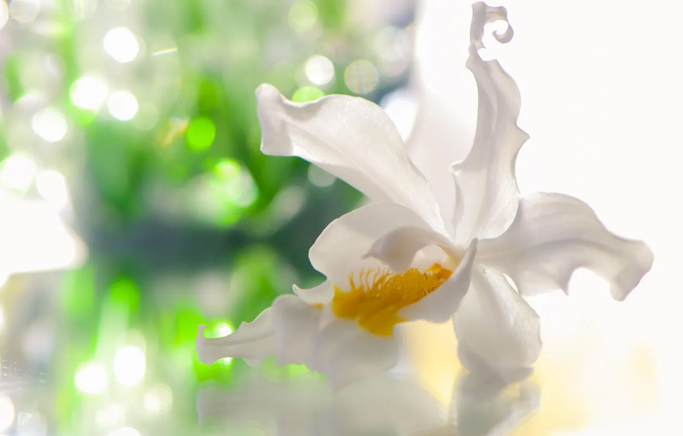 Фото обои белый, цветок, орхидея