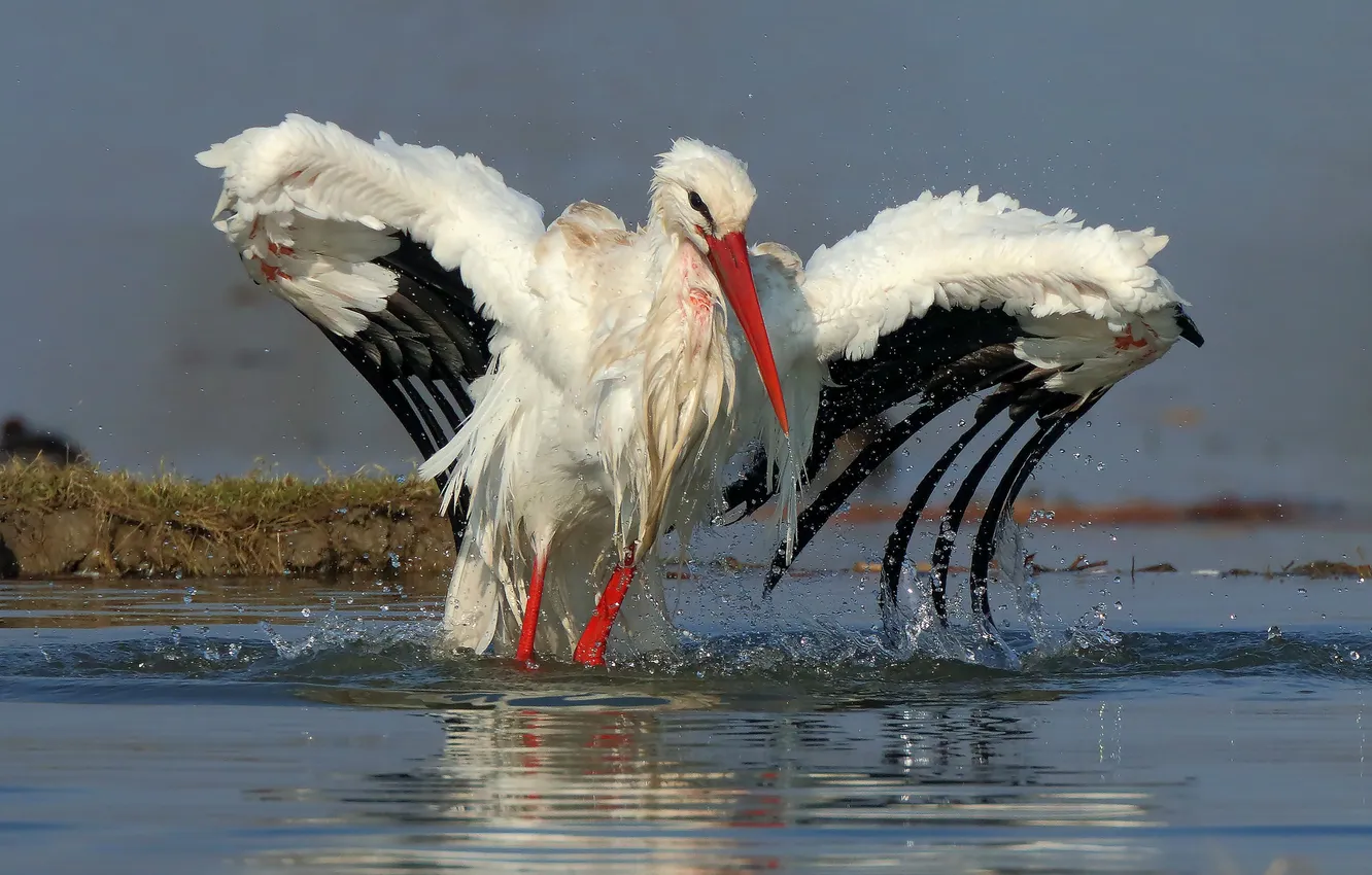 Фото обои вода, птица, аист