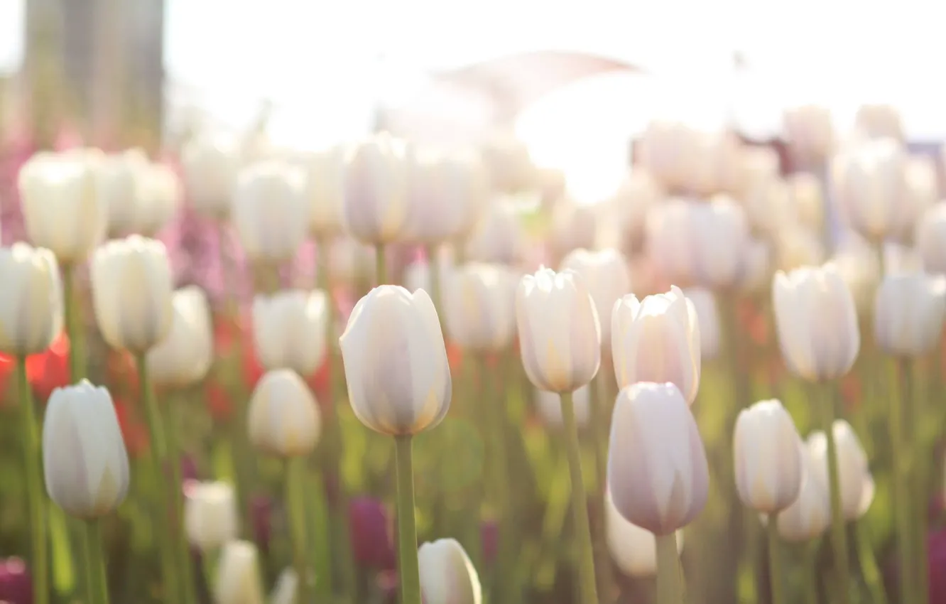 Фото обои поле, свет, цветы, тюльпаны, light, field, flowers, tulips
