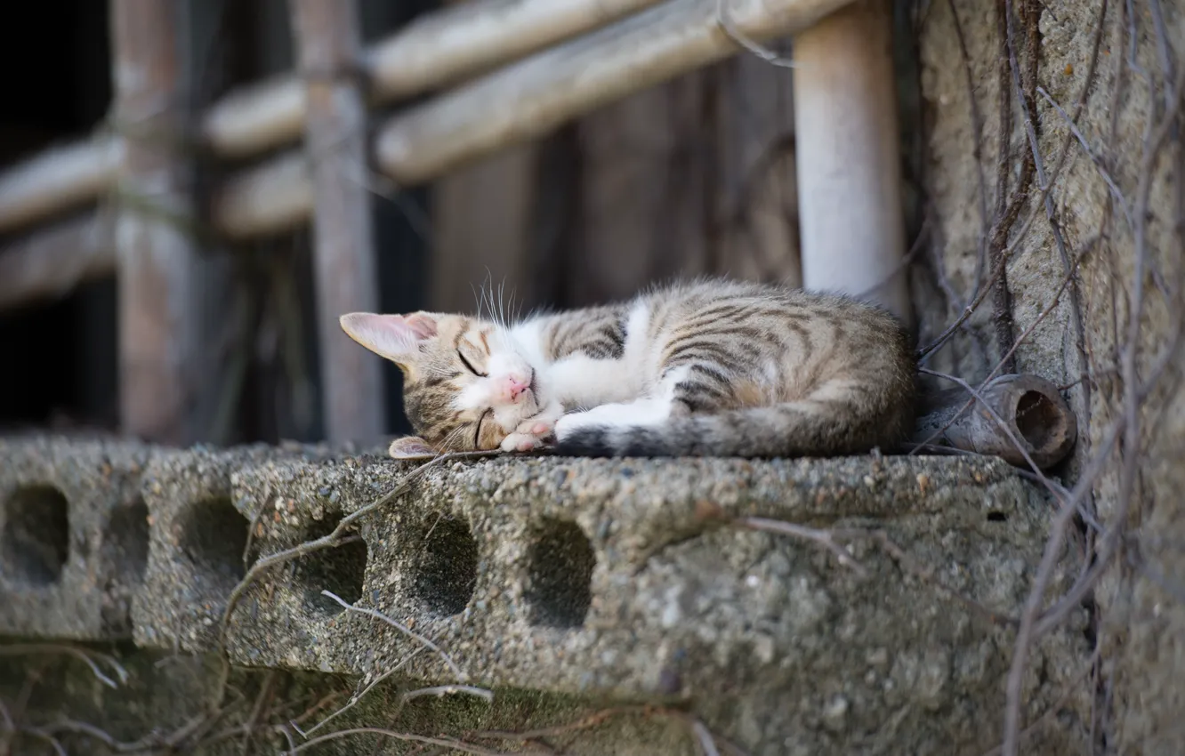 Фото обои кошка, город, палки, спит, подоконник, бетон, коткнок