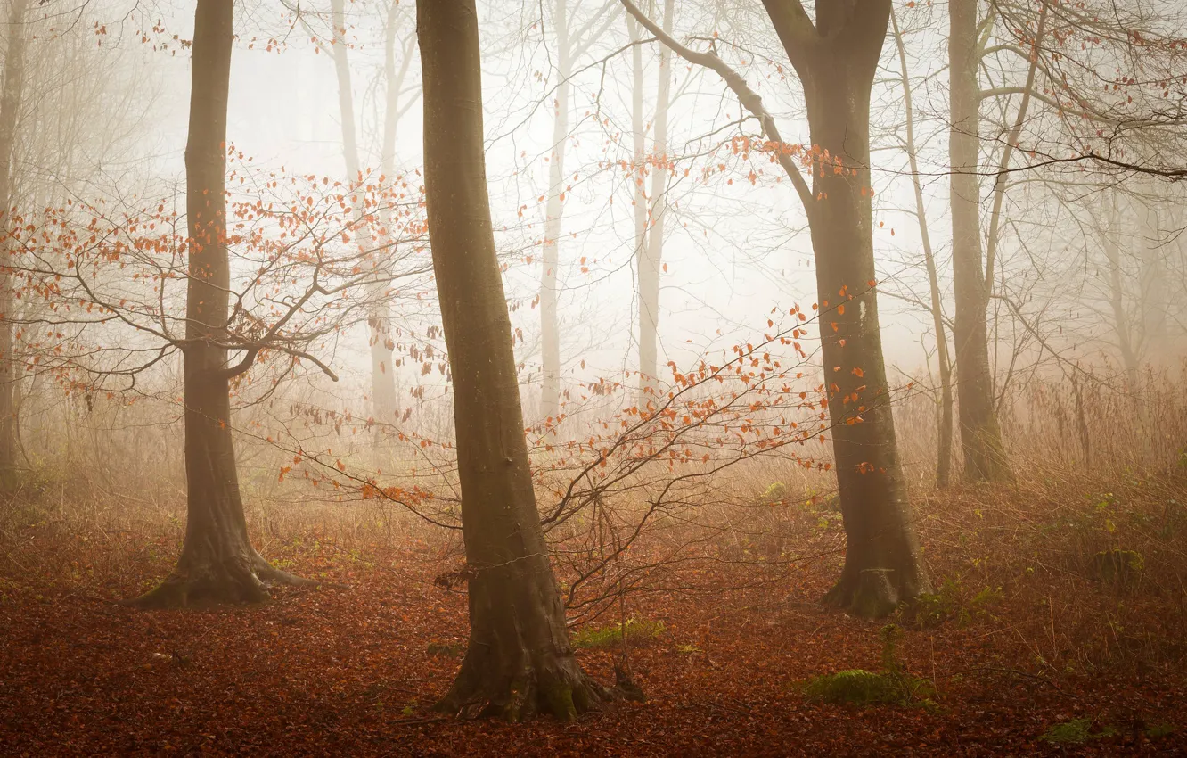 Фото обои осень, лес, свет, деревья, ветки, туман, стволы