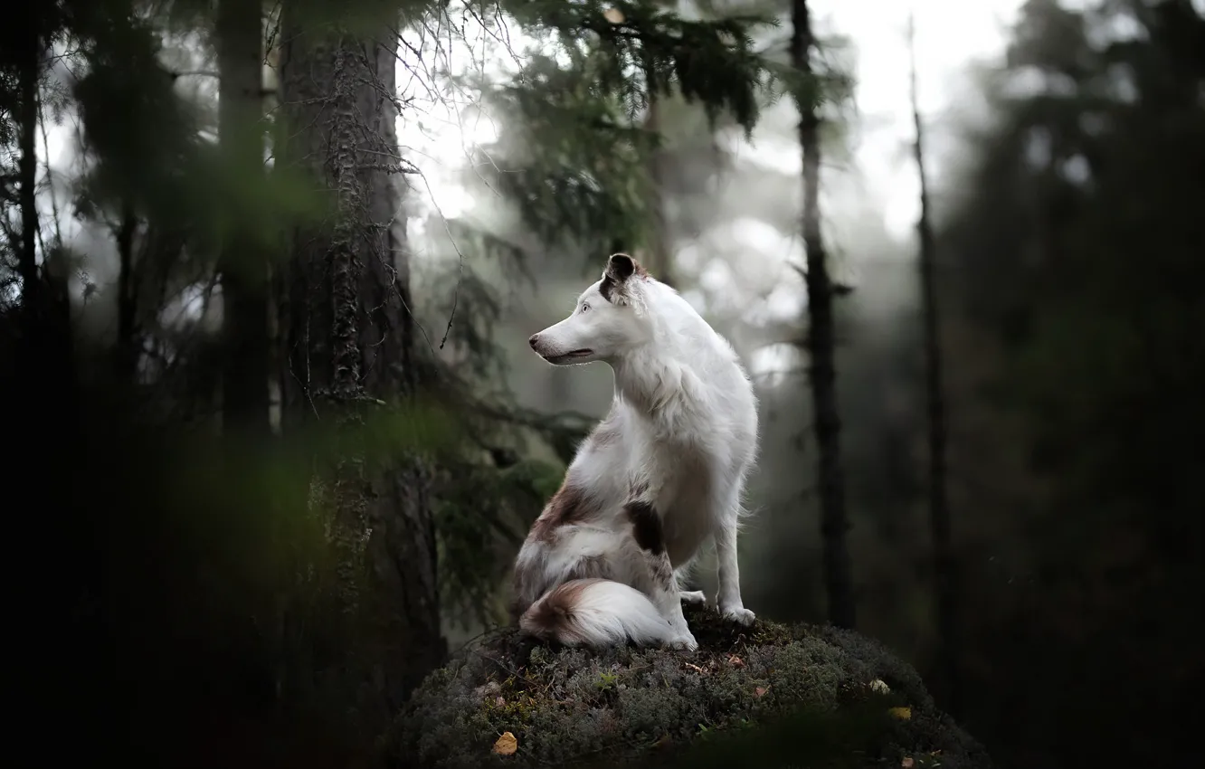 Фото обои лес, друг, собака