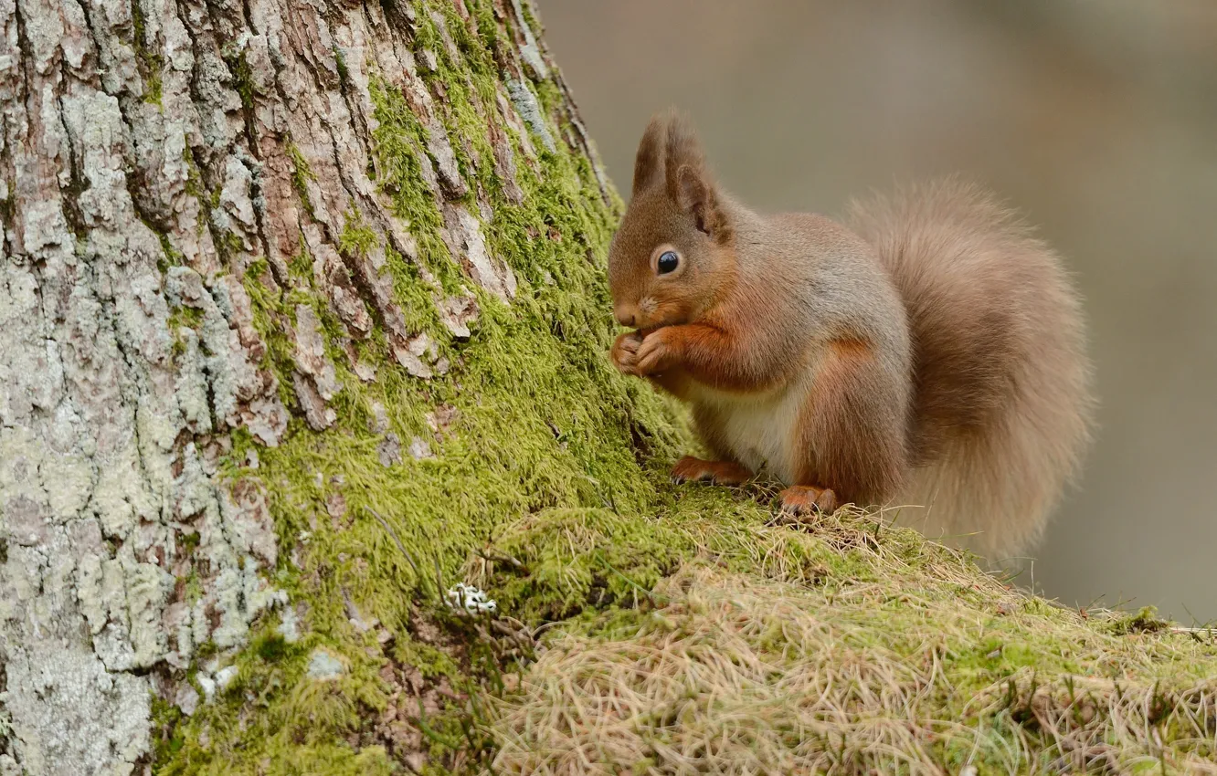 Фото обои деревья, поза, мох, белка, кора