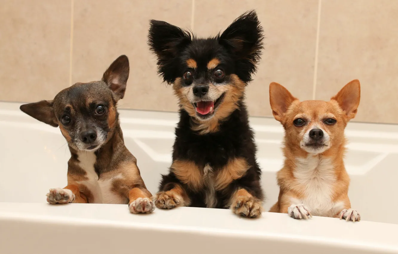 Фото обои собаки, ванна, трио, мордашки, Чихуахуа, троица, пёсики