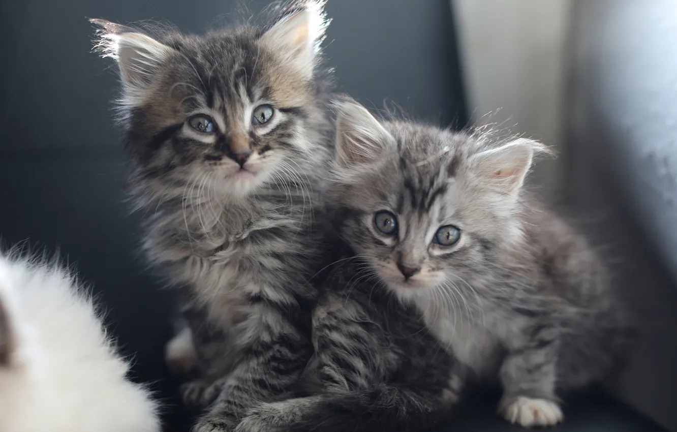 Фото обои котята, малыши, парочка, два котёнка
