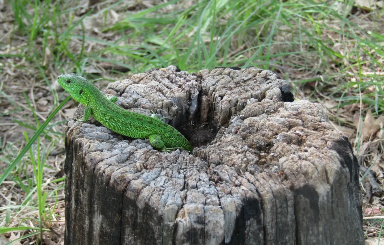Фото обои природа, фон, ящерица, зеленая, рептилия, земноводное
