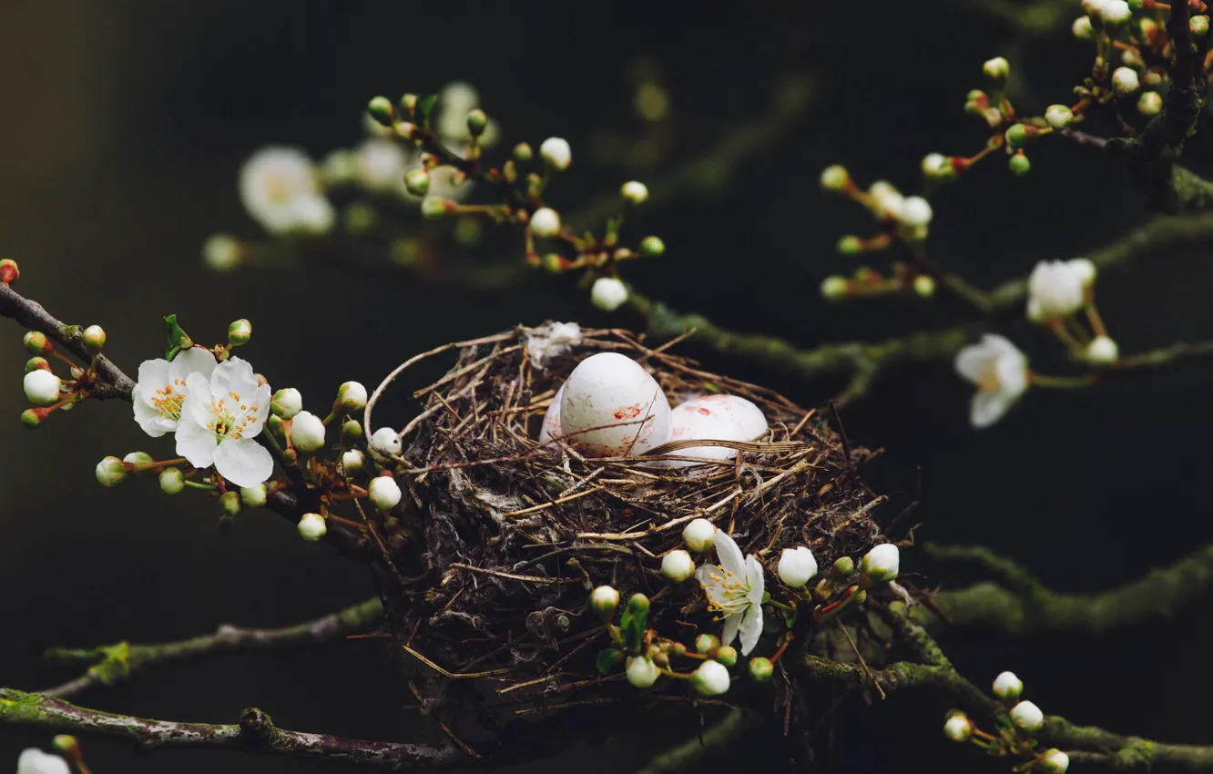 Фото обои природа, весна, гнездо, яица