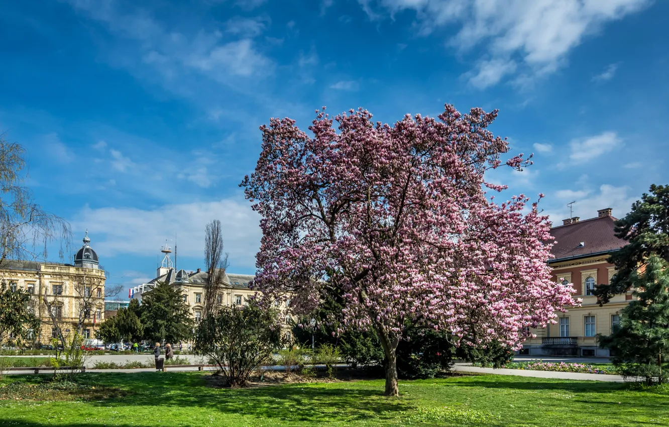 Фото обои Хорватия, магнолия, цветущие деревья, Croatia, Flowering trees, Загреб