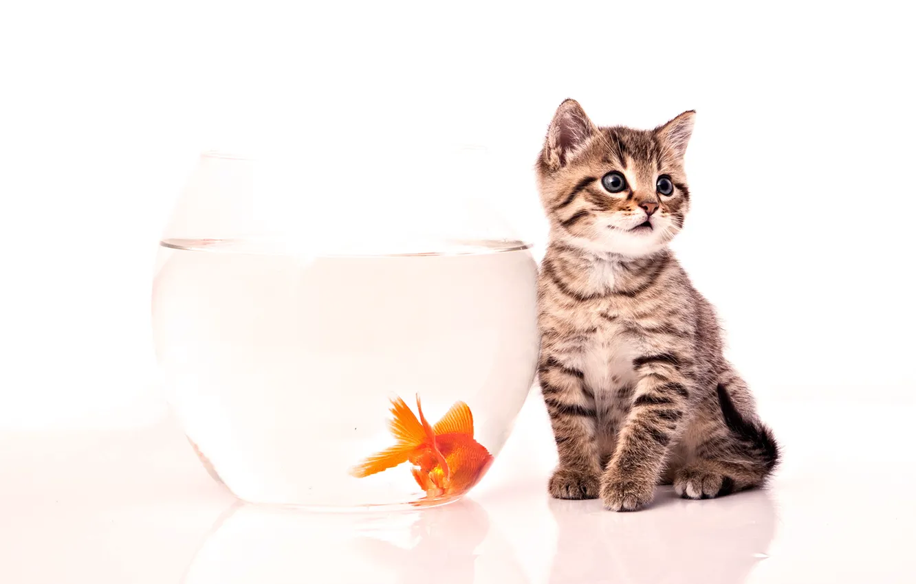 Фото обои котенок, аквариум, рыбка
