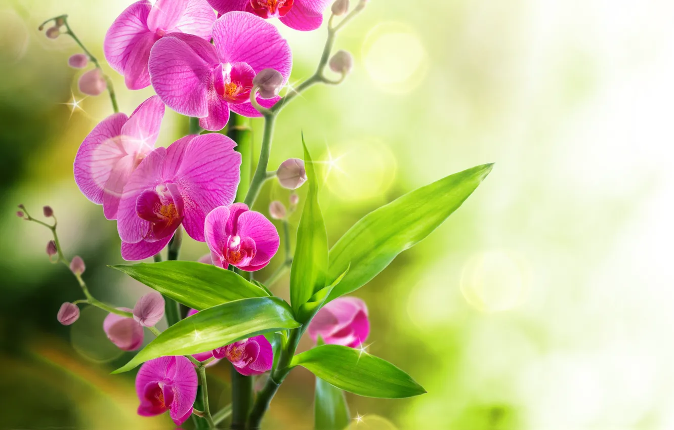 Фото обои орхидея, water, flowers, orchid, reflection, bloom