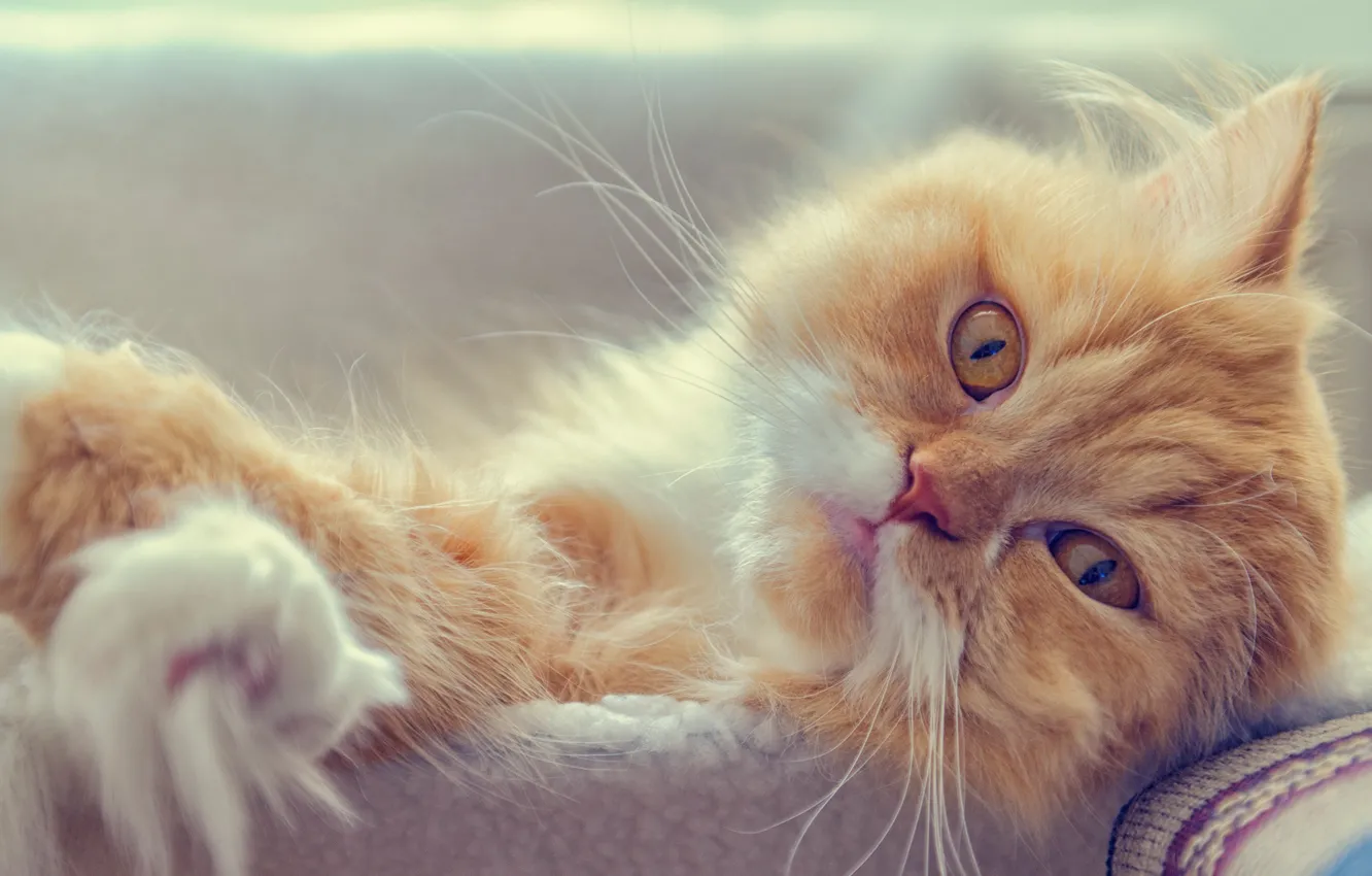 Фото обои взгляд, мордочка, котэ, рыжий кот, Персидская кошка