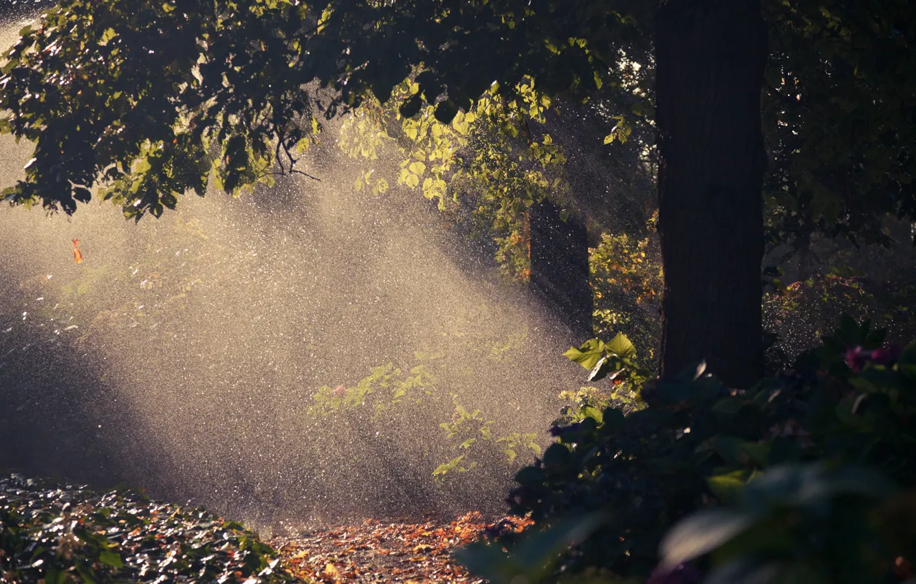 Фото обои осень, капли, свет, природа, дождь, дерево, листва