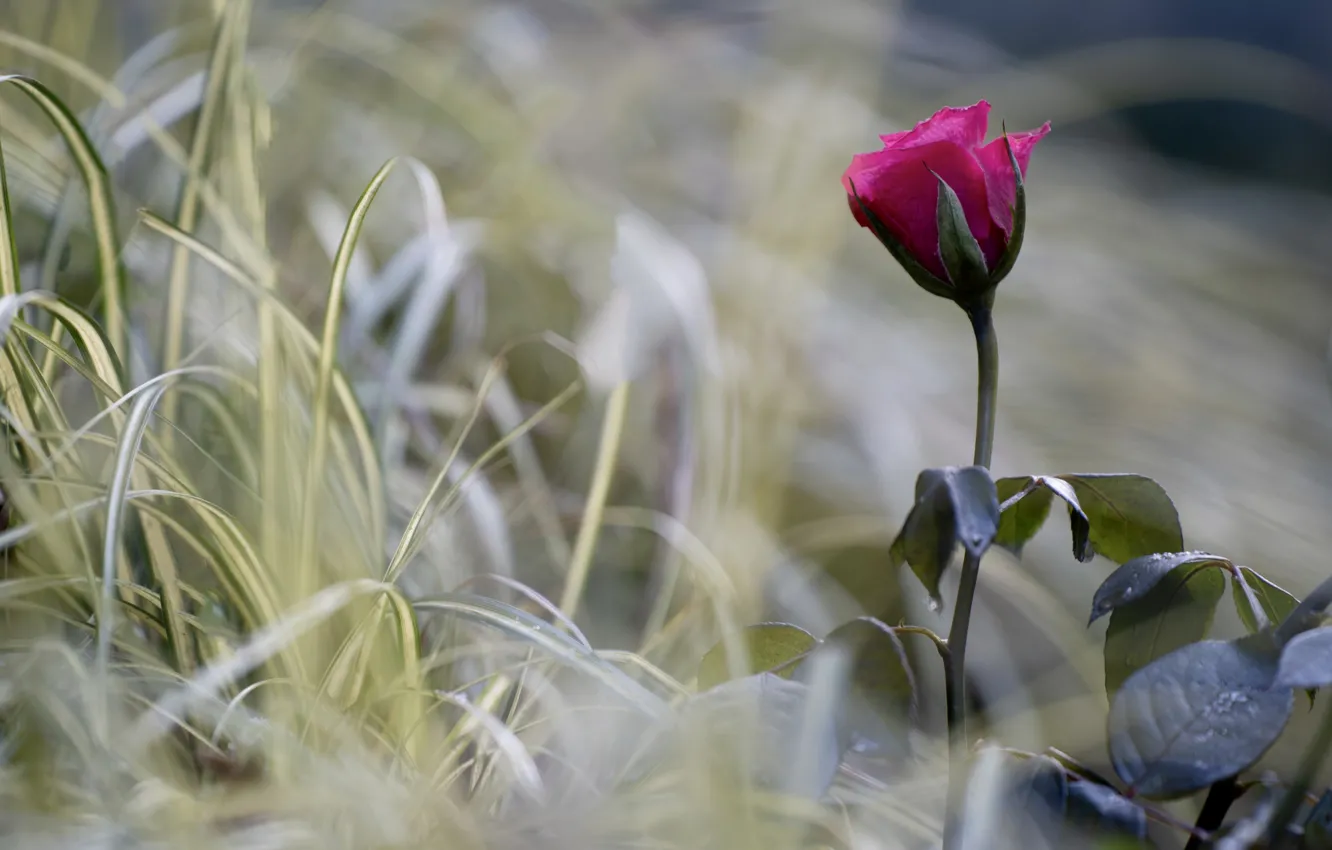 Фото обои цветок, трава, макро, природа, роза