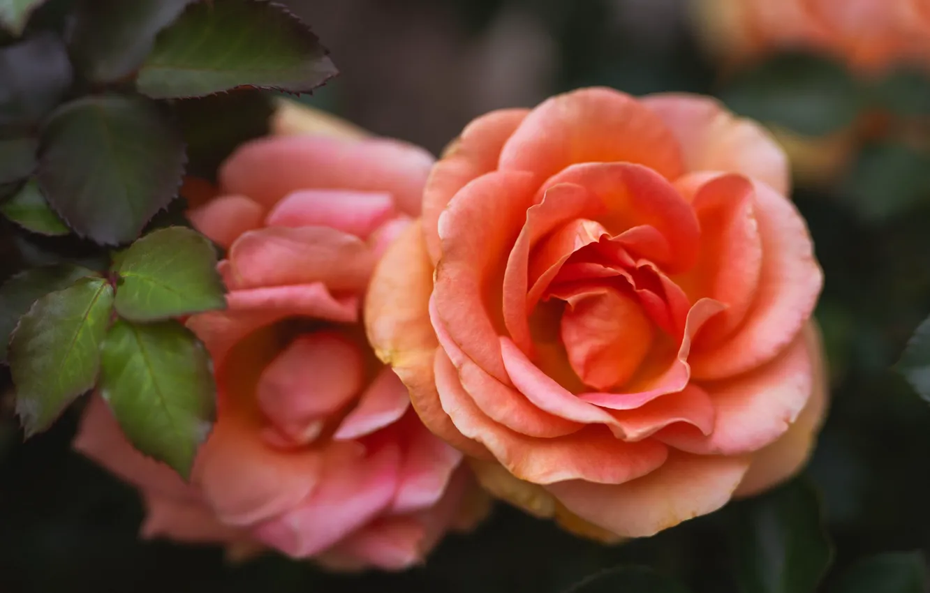 Фото обои макро, оранжевый, розы