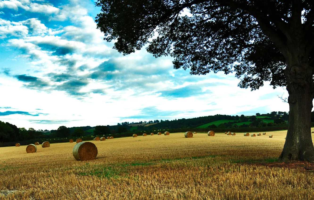 Фото обои пшеница, поле, осень, трава, деревья, фото, дерево, пейзажи