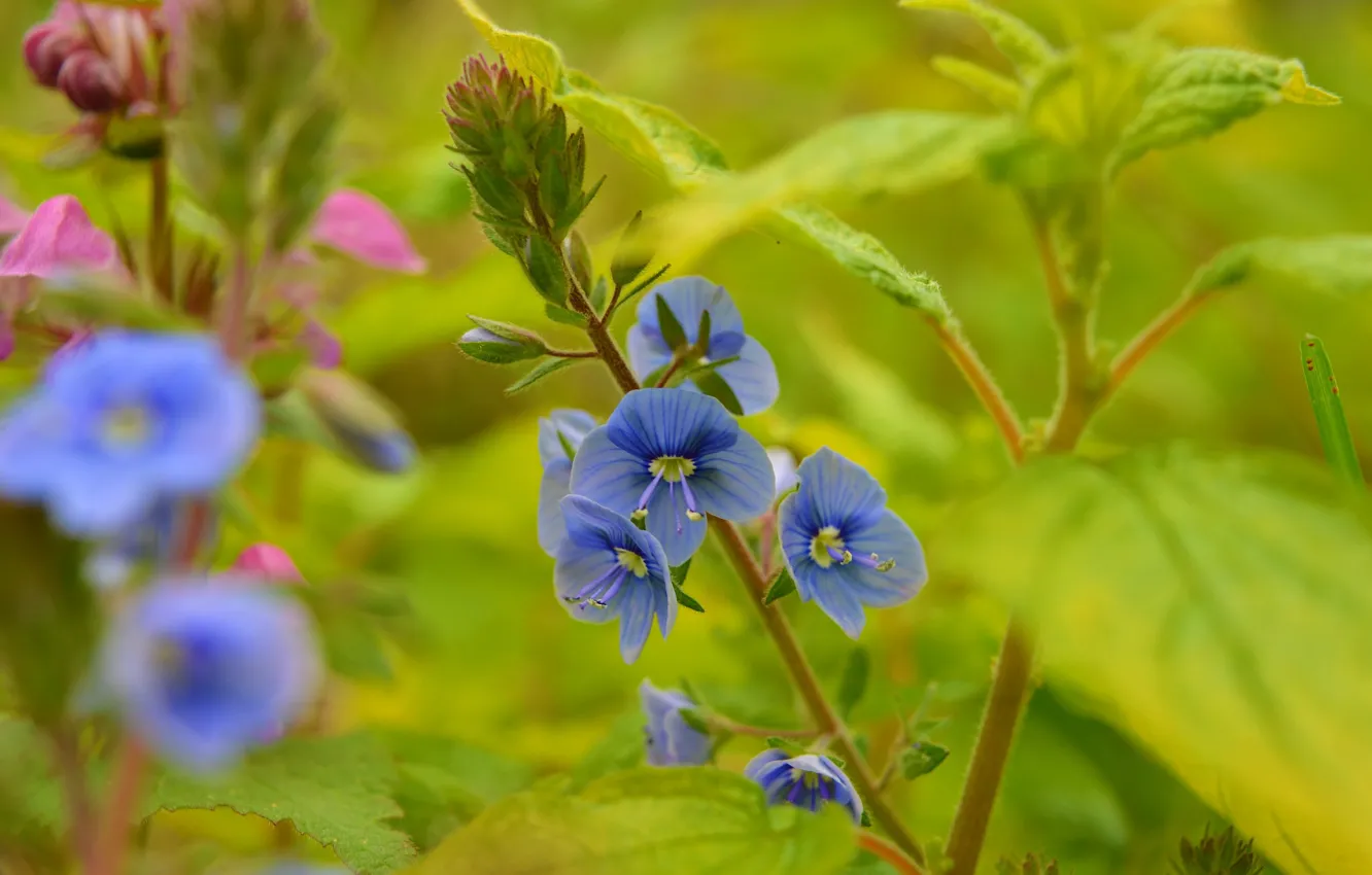 Фото обои Весна, Spring, Голубые цветы, Blue flowers