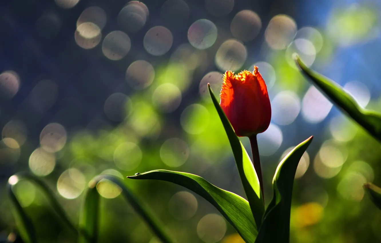 Фото обои цветок, макро, фон, тюльпан