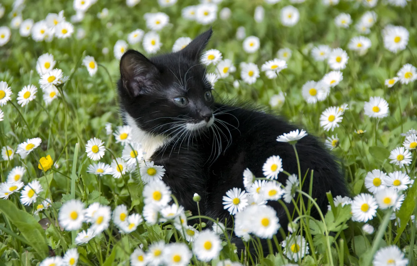 Фото обои кот, цветы, ромашки, детёныш, котёнок