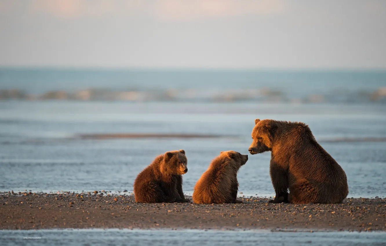 Фото обои медведи, Аляска, медвежата, медведица, детёныши, Залив Кука, Национальный парк и заповедник Лейк-Кларк