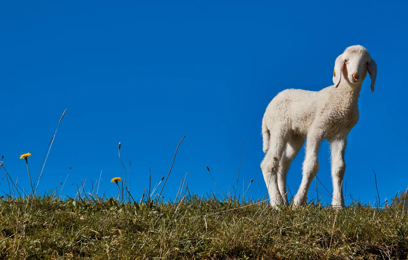 Фото обои трава, синева, поляна, весна, малыш, белая, барашек, овечка