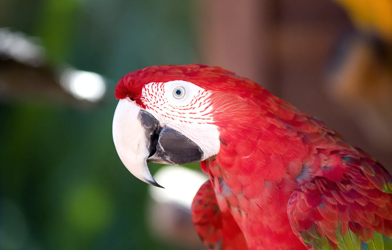Фото обои красный, птица, перья, клюв, Попугай, ара