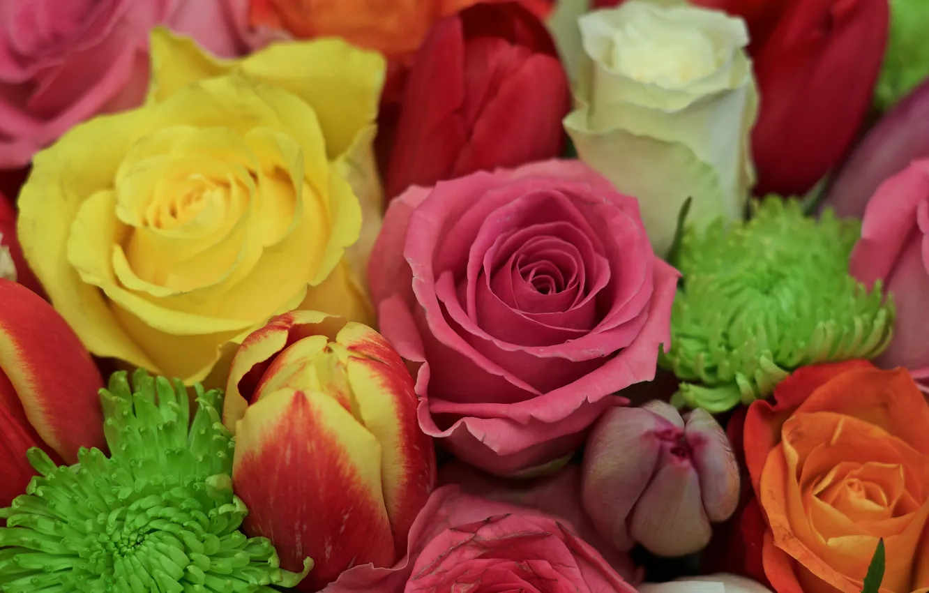 Фото обои краски, розы, лепестки, бутон