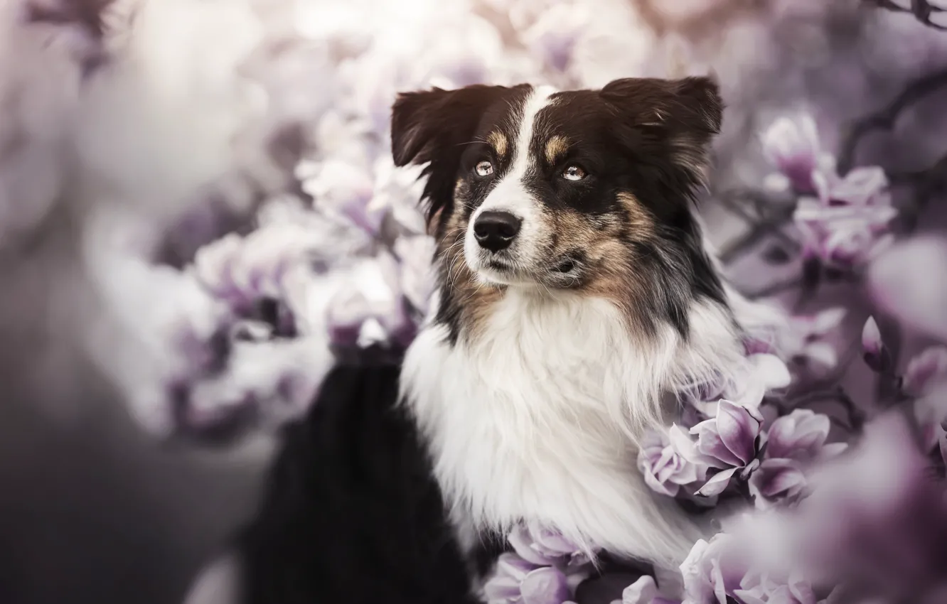 Фото обои взгляд, морда, собака, цветки, магнолия