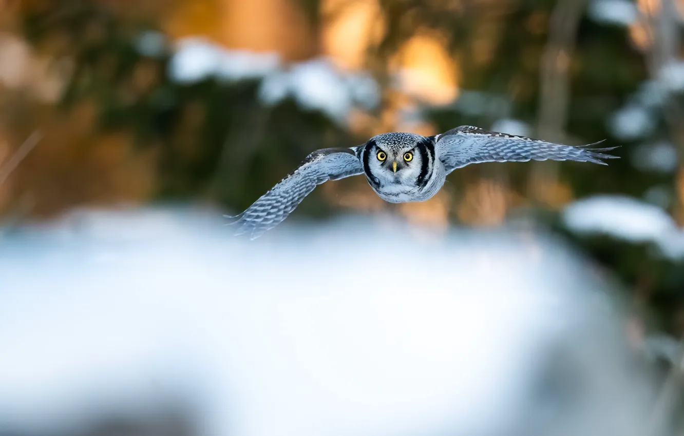 Фото обои зима, взгляд, снег, полет, природа, сова, птица, летит
