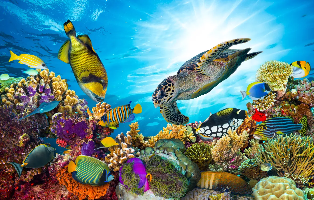 Фото обои underwater, water, wildlife, wild, turtle, under, vibrant, triggerfish