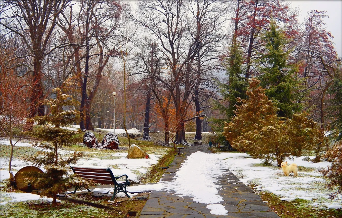 Фото обои Зима, Деревья, Снег, Парк, Winter, Park, Snow, Trees