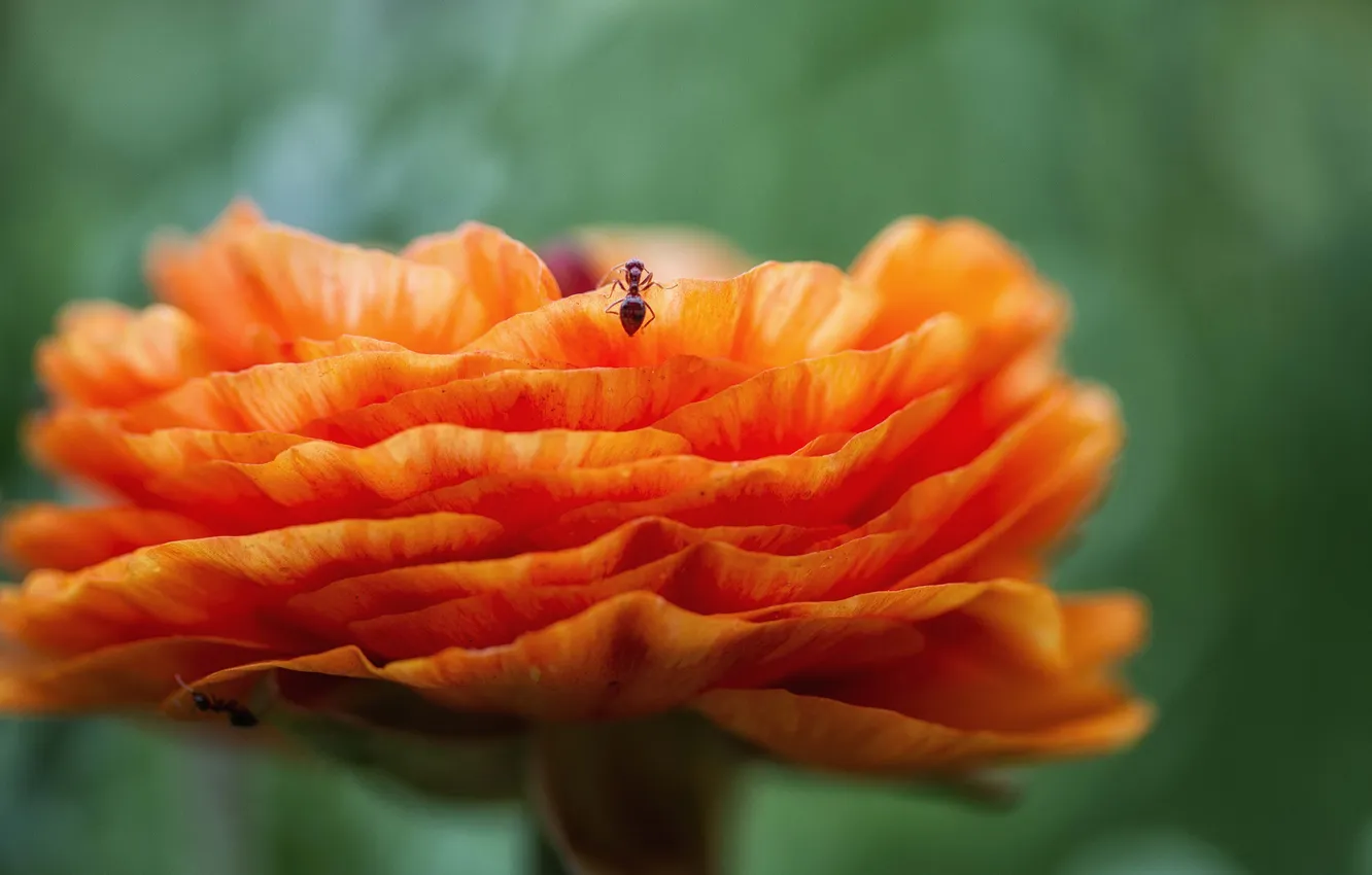 Фото обои цветок, оранжевый, насекомые, муравьи, рананкулюс