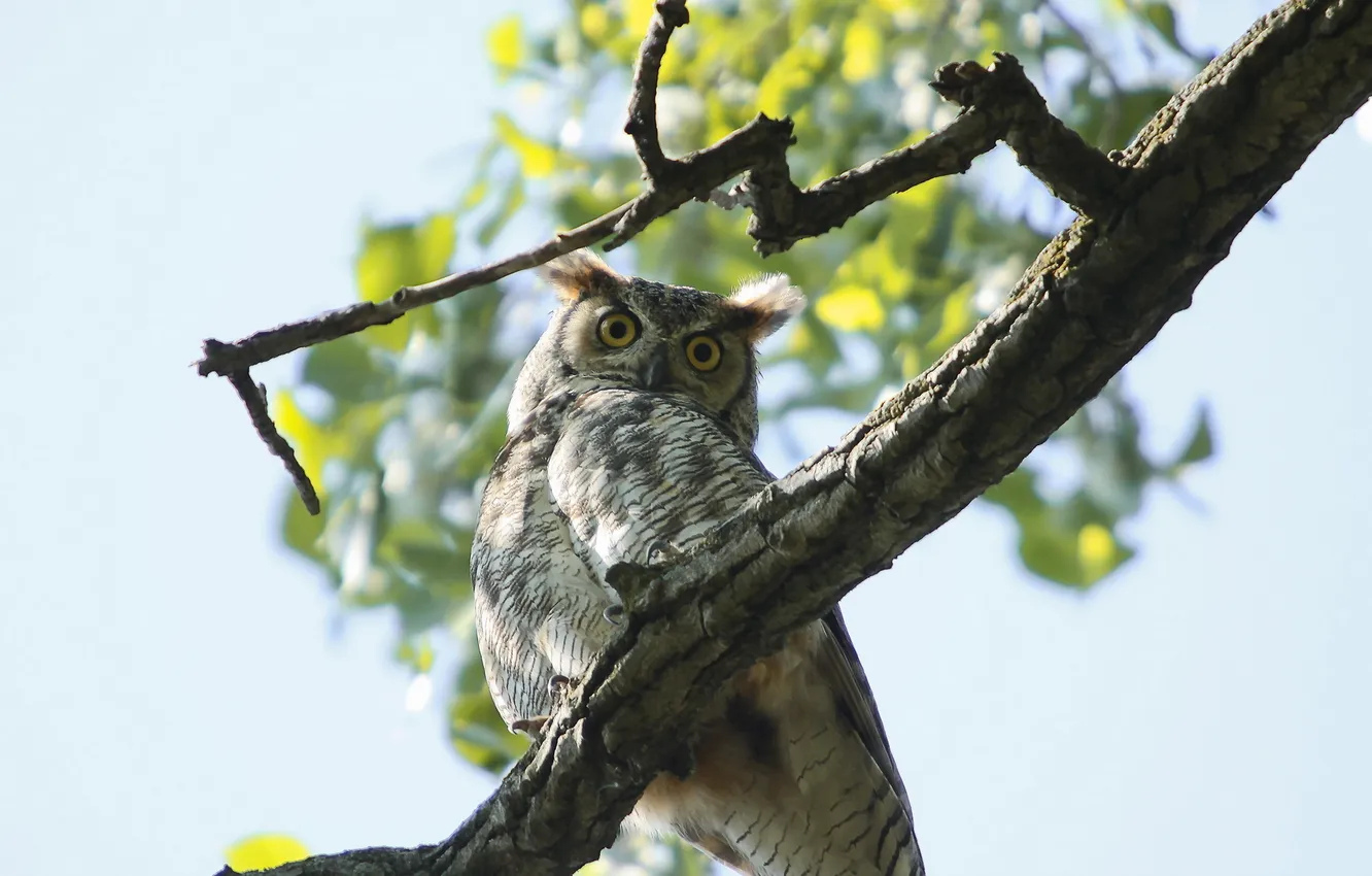 Фото обои природа, птица, Horn Owl